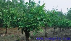 核桃樹高接換頭幾月份好，應(yīng)注意哪些事項(xiàng)？