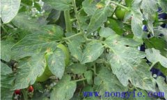 西紅柿的生理病有哪些 西紅柿生理病害怎樣治療