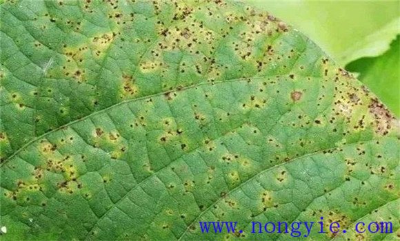 菜豆銹病癥狀特點