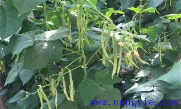 秋菜豆的品種選擇