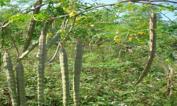 辣木樹種植技術