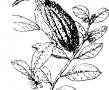 佛手瓜的功效與作用有哪些？