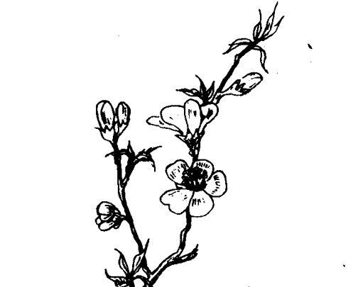 桃花有什么藥用價值 花卉的功效與作用