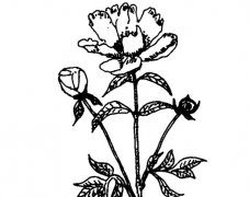 芍藥的功效與作用有哪些？