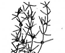 天門冬的功效與作用有哪些？