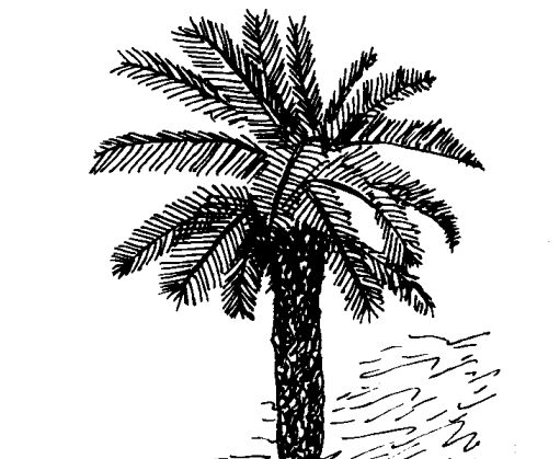 鐵樹(shù)葉的功效與作用-蘇鐵的藥用價(jià)值及相關(guān)藥 蘇鐵掉葉子怎么辦