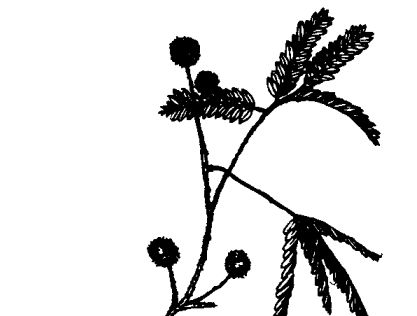 關(guān)于含羞草的資料-含羞草的功效與作用 含羞草的功效與作用