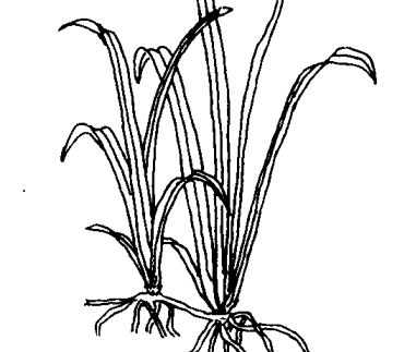 吉祥草的功效與作用 吉祥草的功效與作用