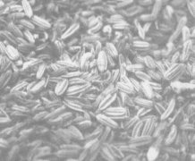 小茴香的作用有哪些？