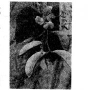 白扁豆的功效有哪些？