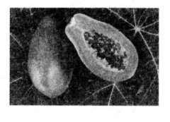 番木瓜的營養(yǎng)價(jià)值有哪些？
