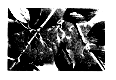 山茱萸的功效與作用 山茱萸的功效與作用