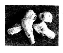 中藥大黃的功效有哪些？