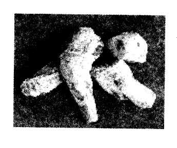 中藥大黃的功效 大黃的功效與作用