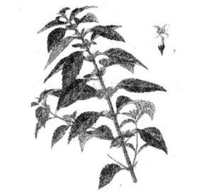 薄荷葉的功效 薄荷葉的功效與作用