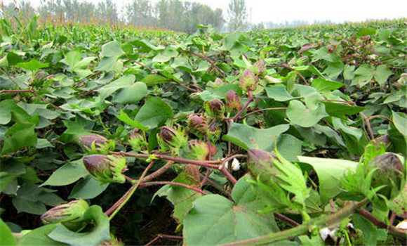 抗蟲棉吐絮期管理內容與管理措施