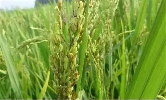 水稻穎殼不閉合、不灌漿怎么辦