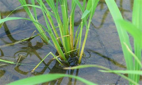 缺乏必需營(yíng)養(yǎng)元素引起的僵苗