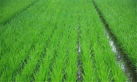 水稻田間管理主要內容