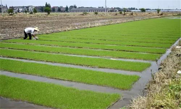 培育壯秧、適齡移栽