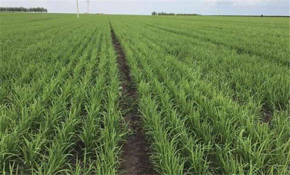 通用水稻高產(chǎn)創(chuàng)建實(shí)施方案