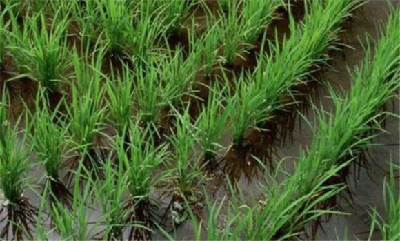 科學(xué)施用蘗肥，促進(jìn)分蘗早發(fā)快長(zhǎng)