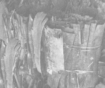 杜仲的功效與作用