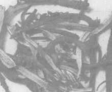 柴胡的功效與作用有哪些