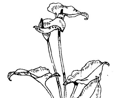 馬蹄蓮有毒嗎 馬蹄蓮的功效與作用