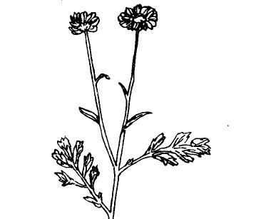 除蟲菊的功效與作用 花卉的功效與作用