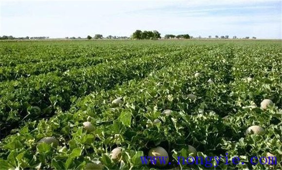 夏秋甜瓜種植時(shí)間是什么時(shí)候