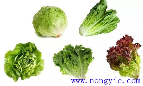 生菜品種有哪些品種