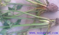 西芹裂根是怎么回事？怎樣防止？