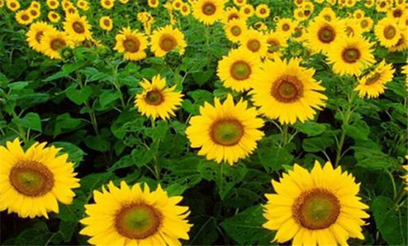向日葵生育期栽培技術(shù)要點(diǎn)