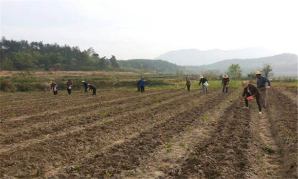 春花生什么時候播種最合適