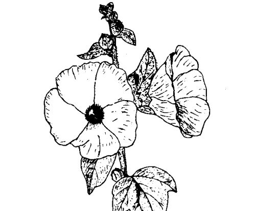 蜀葵的藥用價(jià)值及相關(guān)藥方 蔬菜種植方法