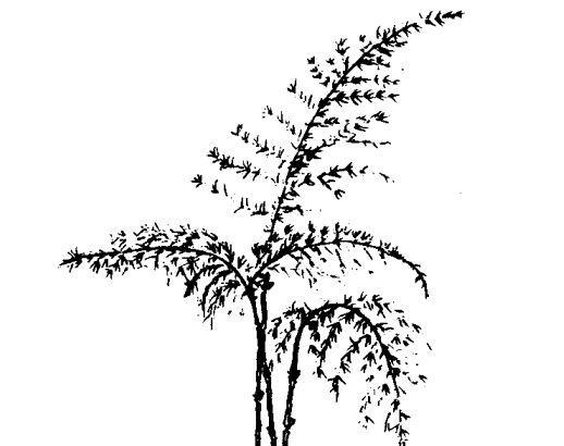 文竹的藥用價(jià)值及相關(guān)藥方 文竹的功效與作用