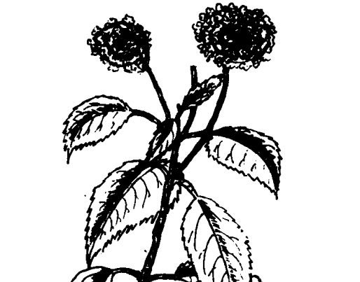 五色梅的藥用價(jià)值及相關(guān)藥方 五色梅的功效與作用