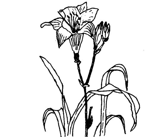 萱草的藥用價值及相關(guān)藥方 蔬菜種植管理方法