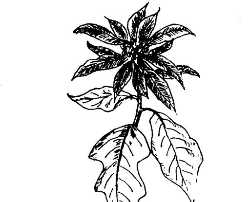 一品紅有毒嗎-一品紅的藥用價(jià)值及相關(guān)藥方 一品紅的功效與作用