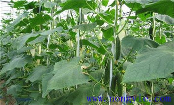 冬春茬黃瓜栽培技術要點