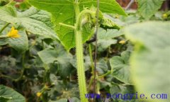 黃瓜歪頭是怎么回事 黃瓜歪頭是啥病、怎么治