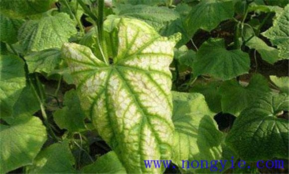 黃瓜歪頭是啥病、怎么治