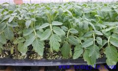 番茄育苗期是多少天，講述番茄育苗技術(shù)全過(guò)程