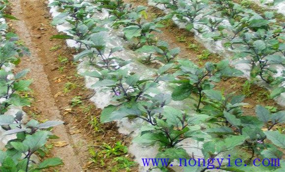 茄子嫁接育苗的定植技術