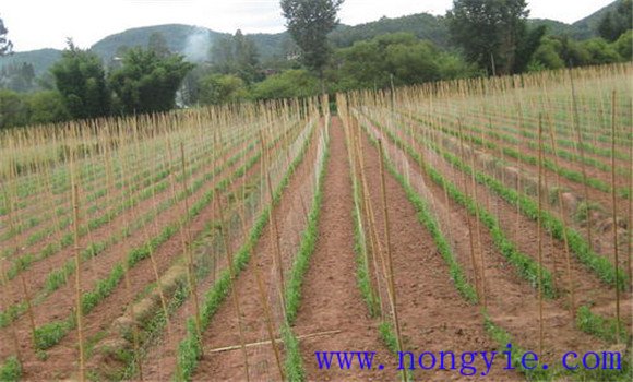 荷蘭豆種植時(shí)間的選擇