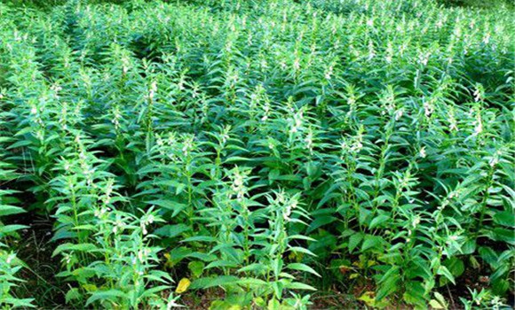 芝麻常見(jiàn)病害有哪些