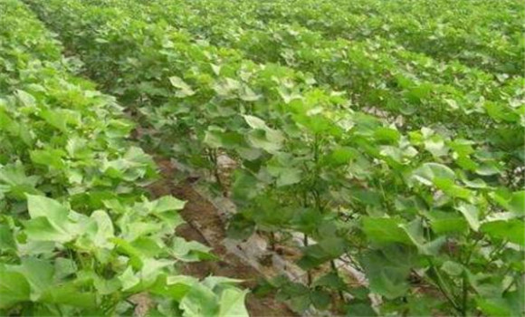 塑造理想株型，控制棉花旺長