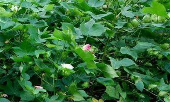 棉花追肥方法