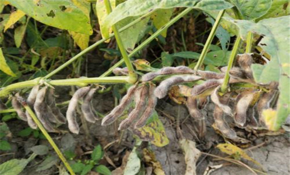 大豆?；ūＧv的措施有哪些